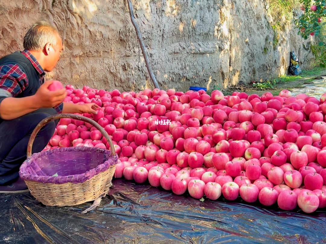 关于静宁苹果的新闻静宁苹果批发多少钱一斤