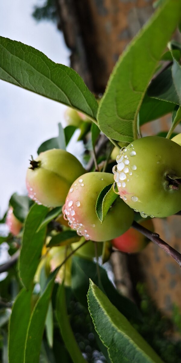 雨后果农给苹果蔬果新闻2022我国水果产业现状