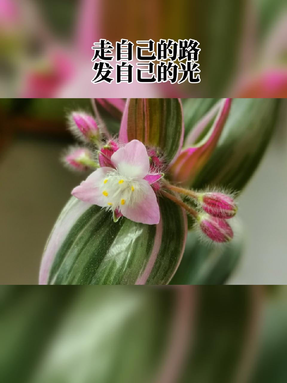 悦花花苹果版app灵悦免费音乐下载安装